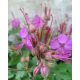 GERANIUM macrorrhizum 'Czakor' - Illatos gólyaorr