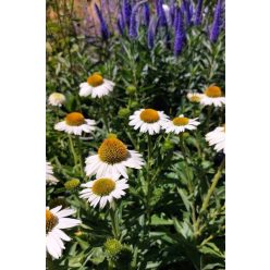 ECHINACEA purpurea 'White Meditation' - Kasvirág