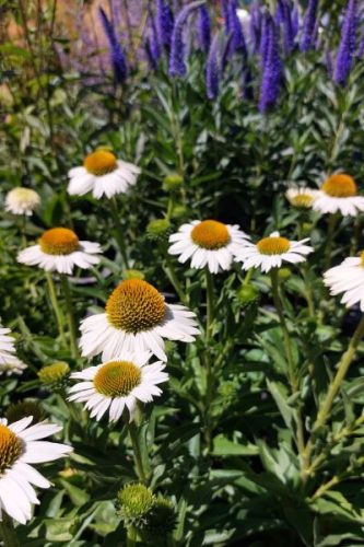 ECHINACEA purpurea 'White Meditation' - Kasvirág