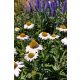 ECHINACEA purpurea 'White Meditation' - Kasvirág