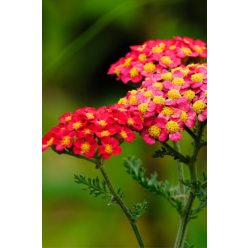   ACHILLEA millefolium MILLY ROCK® 'Cherry' - Közönséges cickafark