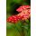 ACHILLEA millefolium MILLY ROCK® 'Cherry' - Közönséges cickafark
