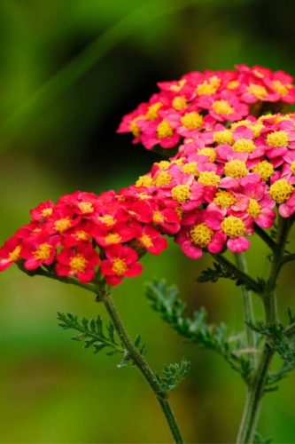 ACHILLEA millefolium MILLY ROCK® 'Cherry' - Közönséges cickafark