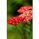 ACHILLEA millefolium MILLY ROCK® 'Cherry' - Közönséges cickafark