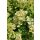 HYDRANGEA paniculata 'Magical Candle' - Bugás hortenzia