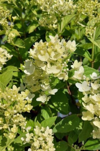 HYDRANGEA paniculata 'Magical Candle' - Bugás hortenzia