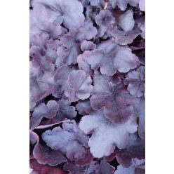HEUCHERA Northern Exposure™ Black' - Tűzeső