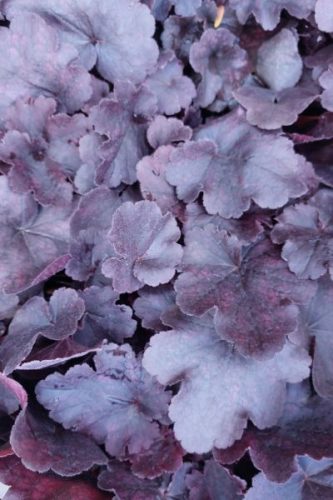 HEUCHERA Northern Exposure™ Black' - Tűzeső