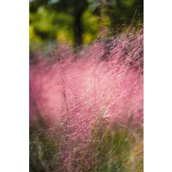 MUHLENBERGIA capillaris - Vattacukorfű