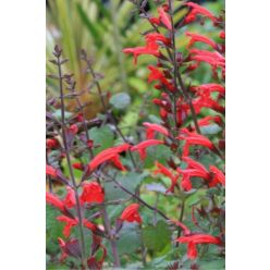 SALVIA roemeriana 'Arriba' - Cédrus zsálya