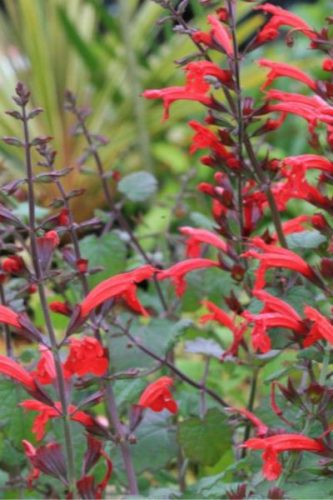 SALVIA roemeriana 'Arriba' - Cédrus zsálya