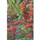 SALVIA roemeriana 'Arriba' - Cédrus zsálya