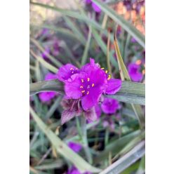 TRADESCANTIA 'Brainstorm' - Kerti pletyka