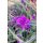 TRADESCANTIA 'Brainstorm' - Kerti pletyka
