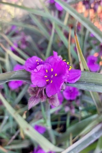 TRADESCANTIA 'Brainstorm' - Kerti pletyka