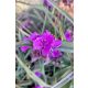 TRADESCANTIA 'Brainstorm' - Kerti pletyka