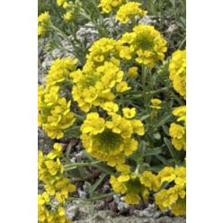ALYSSUM montanum 'Luna Yellow' 2.0 - Hegyi ternye