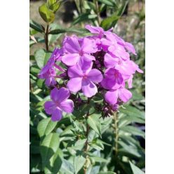 PHLOX paniculata 'Blue Boy' – Bugás lángvirág