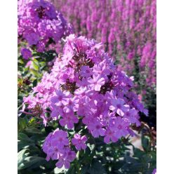 PHLOX paniculata 'Blue Boy' – Bugás lángvirág