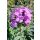 PHLOX paniculata 'Blue Boy' – Bugás lángvirág