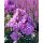 PHLOX paniculata 'Blue Boy' – Bugás lángvirág