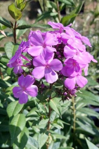 PHLOX paniculata 'Blue Boy' – Bugás lángvirág
