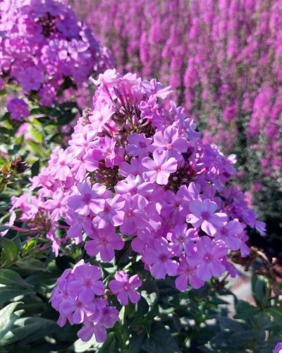PHLOX paniculata 'Blue Boy' – Bugás lángvirág