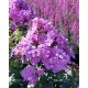 PHLOX paniculata 'Blue Boy' – Bugás lángvirág