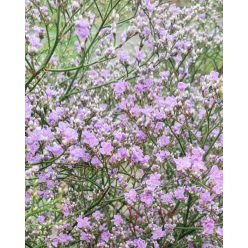 LIMONIUM latifolium - Széleslevelű sóvirág