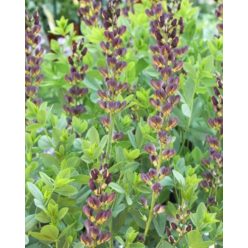   BAPTISIA × variicolor PRAIRIEBLUES™ 'Twilite' - Borsófürt