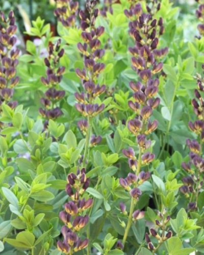 BAPTISIA × variicolor PRAIRIEBLUES™ 'Twilite' - Borsófürt