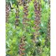 BAPTISIA × variicolor PRAIRIEBLUES™ 'Twilite' - Borsófürt
