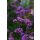 VERBENA bonariensis - Ernyős verbéna