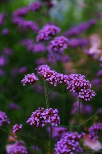 VERBENA bonariensis - Ernyős verbéna