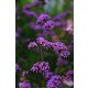 VERBENA bonariensis - Ernyős verbéna