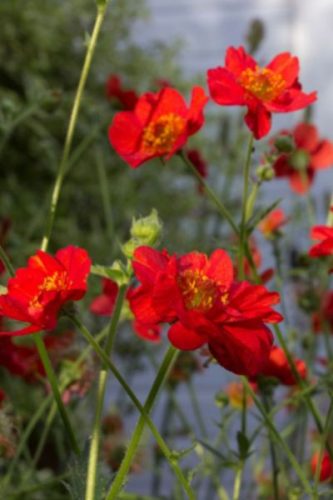 GEUM chiloense 'Feuerball' - Gyömbérgyökér