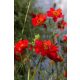 GEUM chiloense 'Feuerball' - Gyömbérgyökér