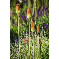 KNIPHOFIA uvaria ‘Flamenco’ – Fáklyaliliom