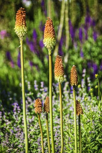 KNIPHOFIA uvaria ‘Flamenco’ – Fáklyaliliom
