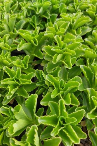 SEDUM kamtschaticum - Kamtcsatkai varjúháj