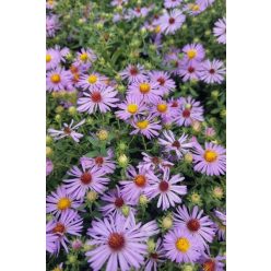   SYMPHYOTRICHUM (syn. Aster) oblingifolium 'Raydon's Favourit' - Őszirózsa