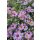 SYMPHYOTRICHUM (syn. Aster) oblingifolium 'Raydon's Favourit' - Őszirózsa