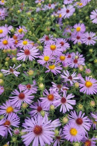 SYMPHYOTRICHUM (syn. Aster) oblingifolium 'Raydon's Favourit' - Őszirózsa
