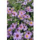 SYMPHYOTRICHUM (syn. Aster) oblingifolium 'Raydon's Favourit' - Őszirózsa