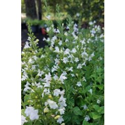   CLINOPODIUM (syn. Calamintha) nepeta 'Marvelette White' - Mirigyes pereszlény