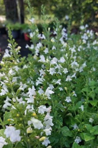CLINOPODIUM (syn. Calamintha) nepeta 'Marvelette White' - Mirigyes pereszlény