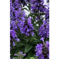 NEPETA kubanica 'Neptune' - Macskamenta