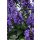 NEPETA kubanica 'Neptune' - Macskamenta