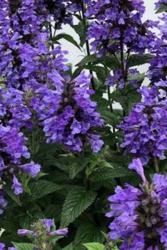 NEPETA kubanica 'Neptune' - Macskamenta