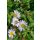 ASTER ageratoides 'Asmoe' - Őszirózsa